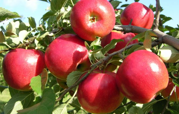 Овошни садници јаболко