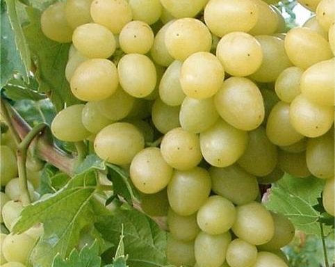 Мускат италија