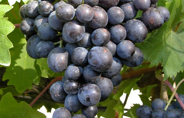 Мускат хамбург