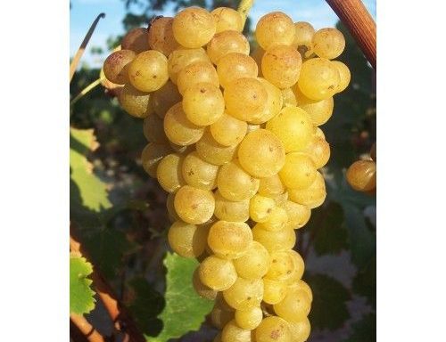 Темјаника бела