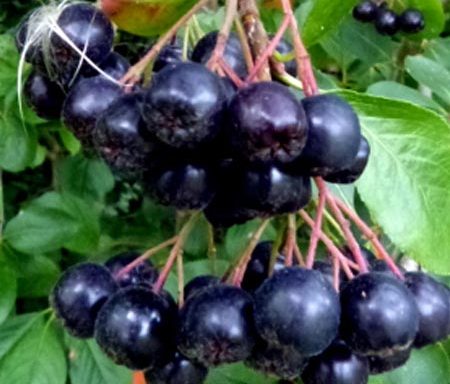 Аронија Неро