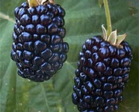 Капина  Loch Ness