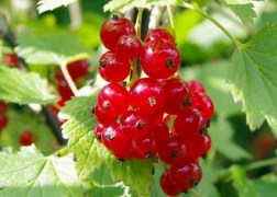 Рибизла Jonkher Van Tets