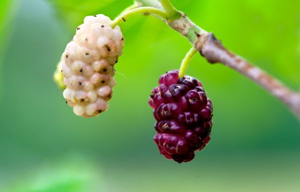 Дудинка – Црна и Бела