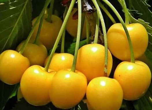 Драганова жолта