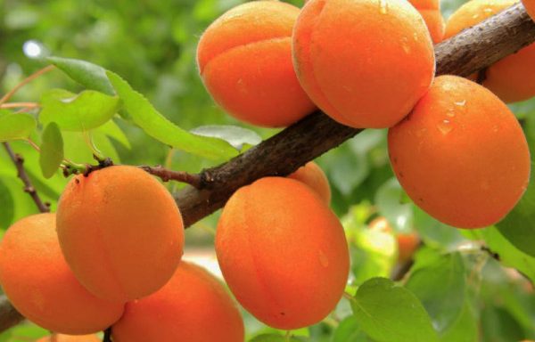 Крупна скопјанка